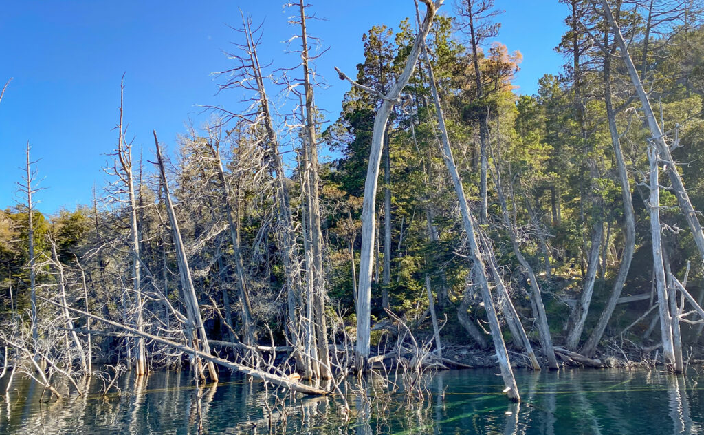 troncos de árvores submergidos na água