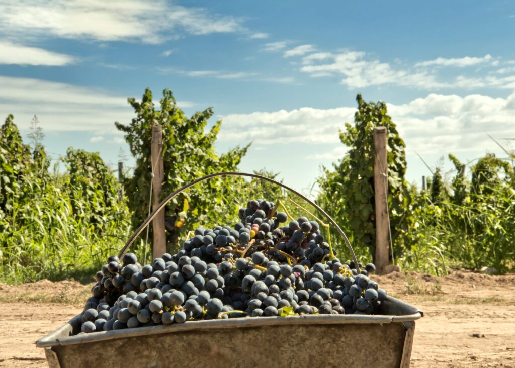 cesto de uvas com parreirais ao fundo