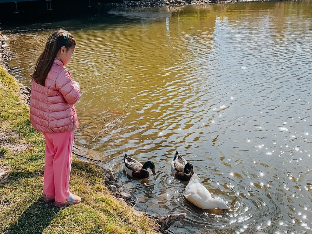 Menina alimentando patos em um lago